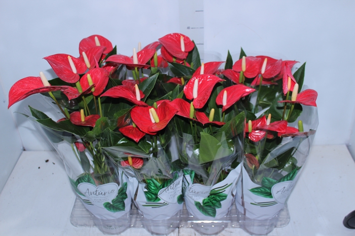 <h4>ANTHURIUM FELICITA P15 VERMELHO</h4>