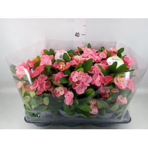 Euphorbia milii ...