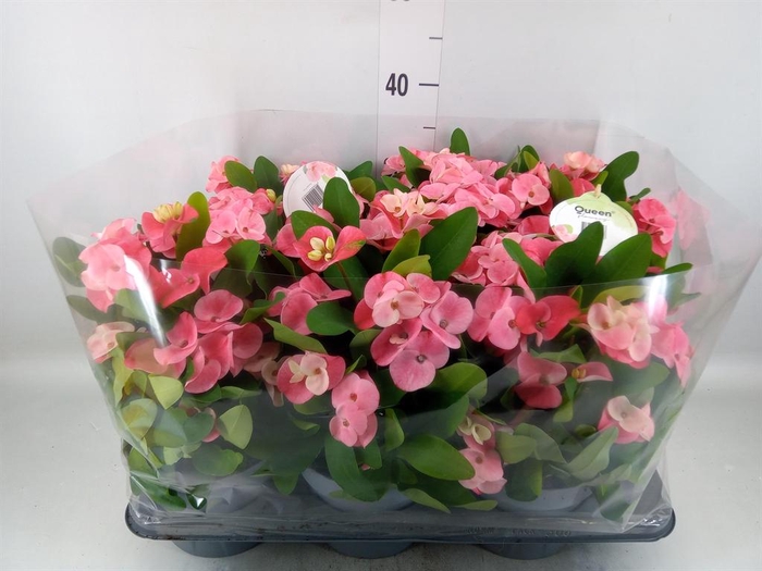 <h4>Euphorbia milii   ...</h4>