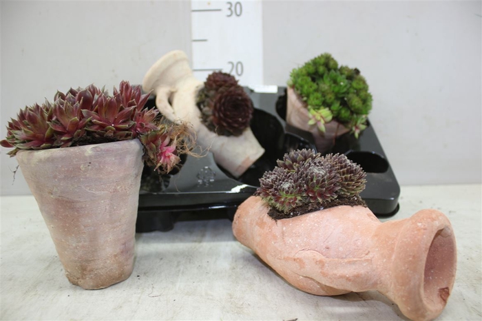 <h4>Sempervivum Gemengd In Stenen Kruikje</h4>