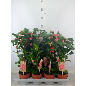 Camellia japonica 'Dr King'