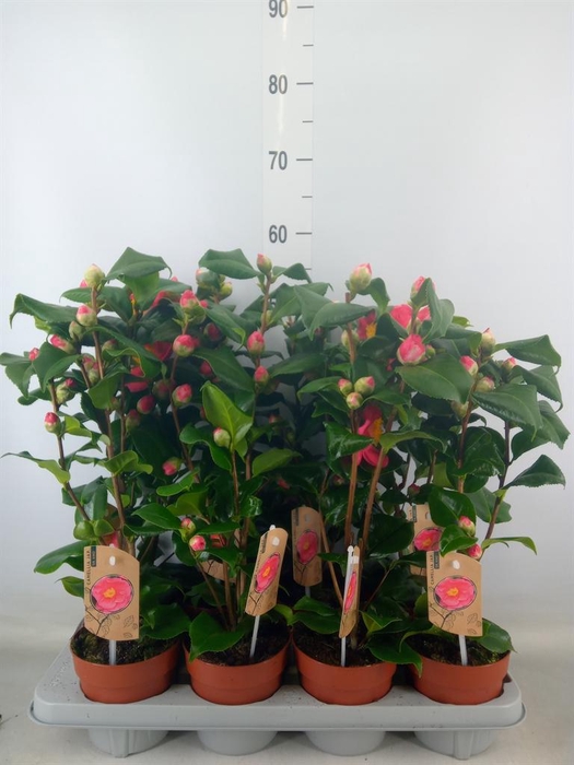 <h4>Camellia japonica 'Dr King'</h4>