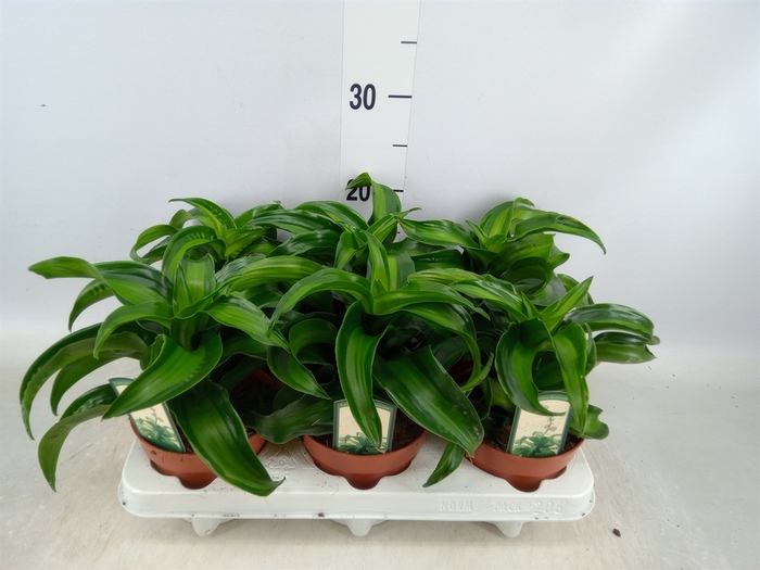 <h4>Dracaena frag. 'Kanzi'</h4>