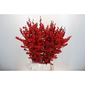 Ilex Rood