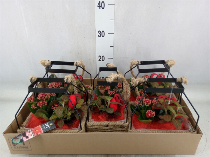 <h4>Arr.   Planten L%</h4>