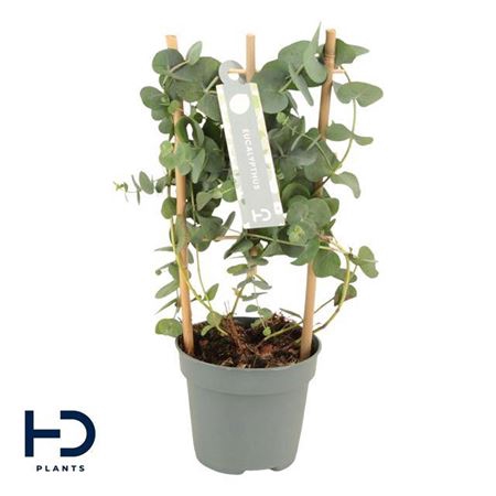 <h4>Eucalyptus Cinerea Silver Dollar</h4>