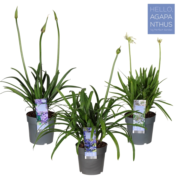 <h4>Agapanthus mix laag P23</h4>