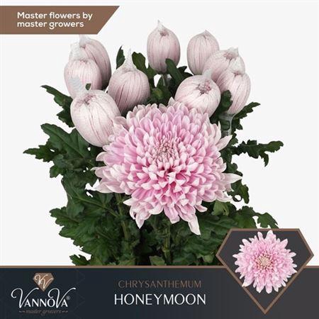 <h4>Chr G Honeymoon</h4>