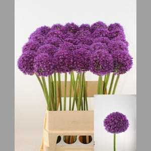 ALLIUM AMBASSADOR