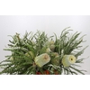 Banksia Speciosa