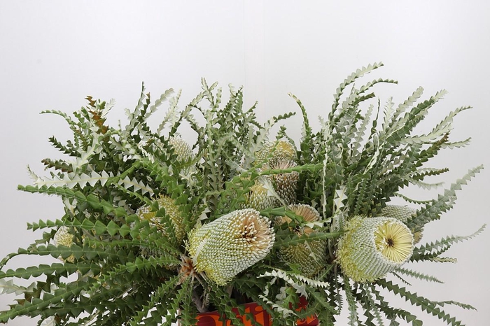 Banksia Speciosa