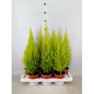 Cupressus macro. 'Goldcrest Wilma'