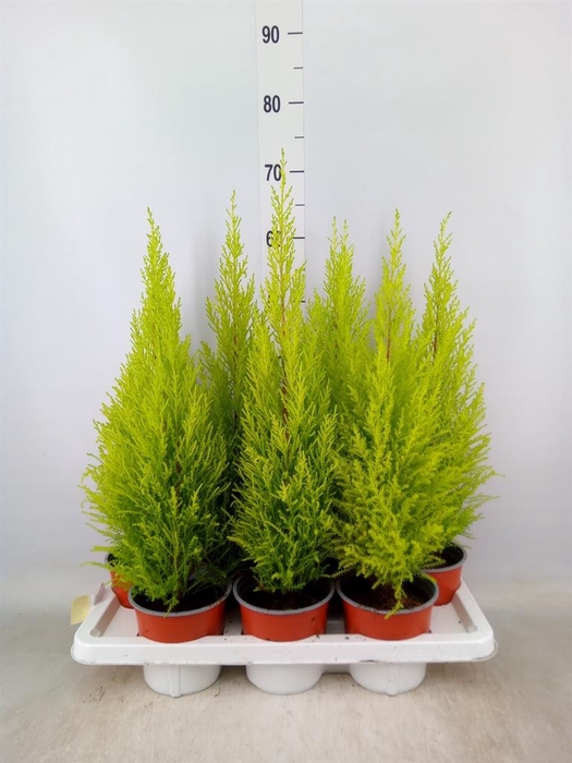 <h4>Cupressus macro. 'Goldcrest Wilma'</h4>