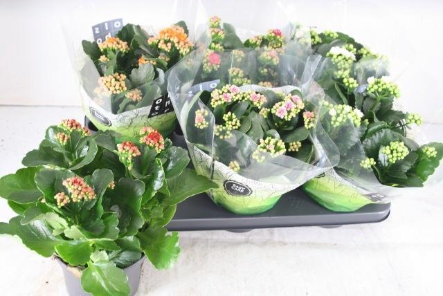 <h4>KAL GE GEM 5 KL</h4>