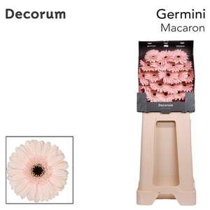 Germini Macaron Diamond