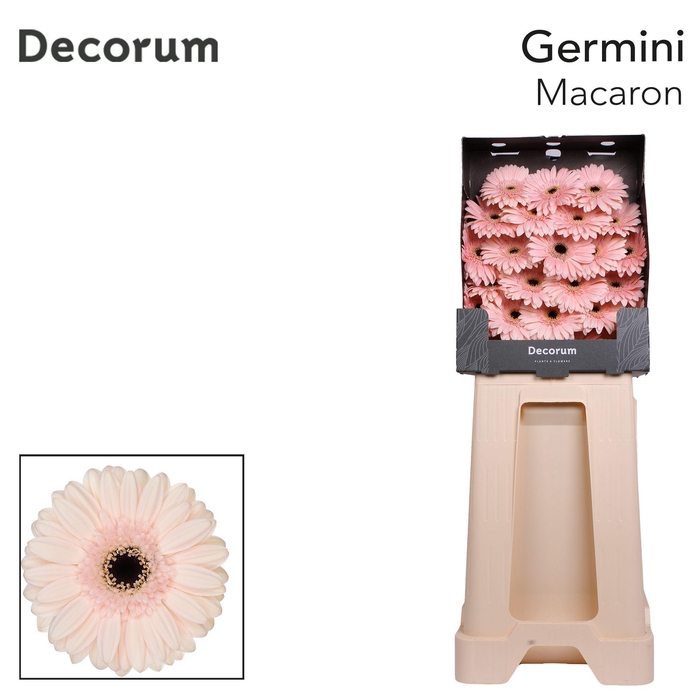 <h4>Germini Macaron Diamond</h4>