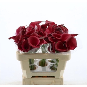 Calla Red Salsa