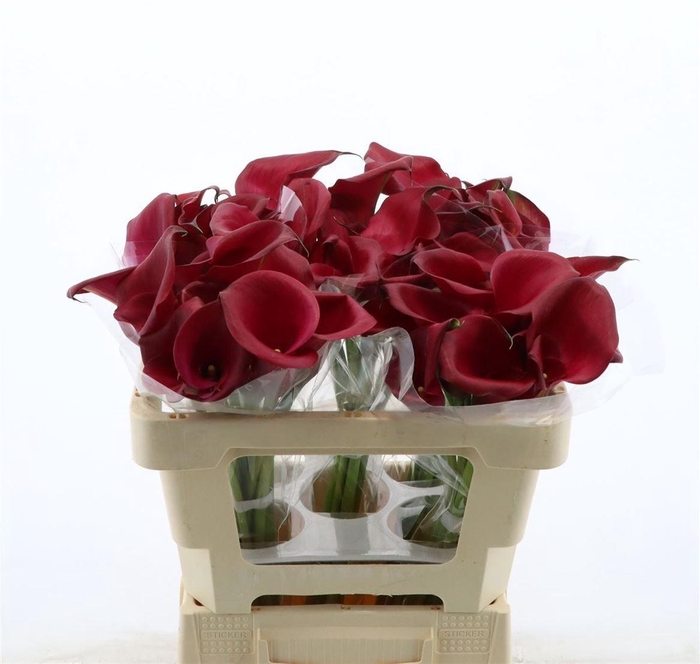 <h4>Calla Red Salsa</h4>