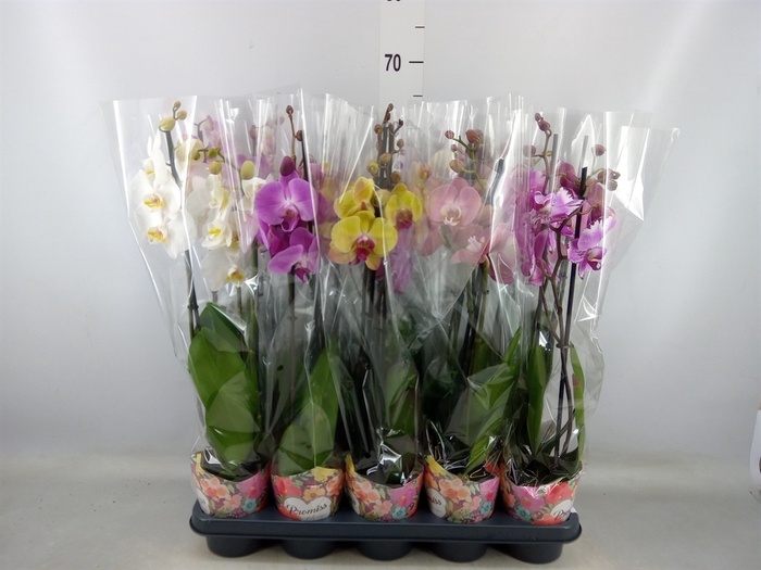 <h4>Phalaenopsis   ...mix  5</h4>