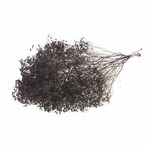 DRIED FLOWERS - BROOM BLOOM DEEP BROWN