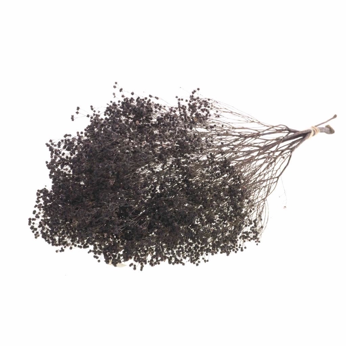 DRIED FLOWERS - BROOM BLOOM DEEP BROWN