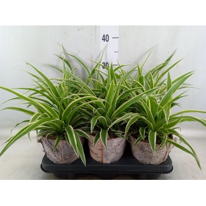 Chlorophytum com. 'Ocean'