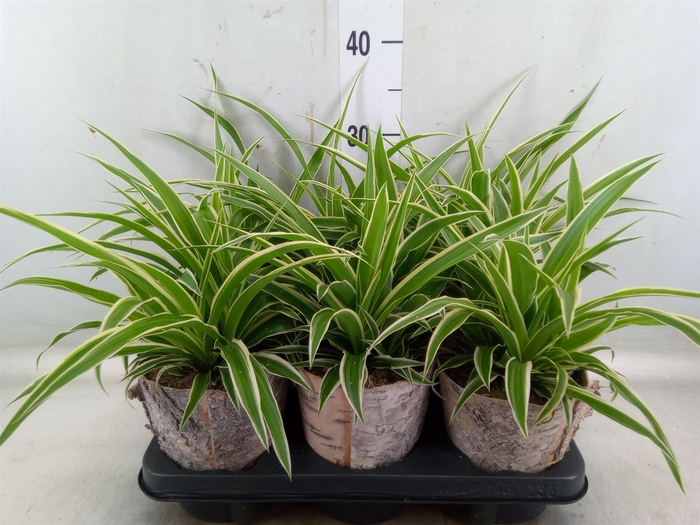<h4>Chlorophytum com. 'Ocean'</h4>