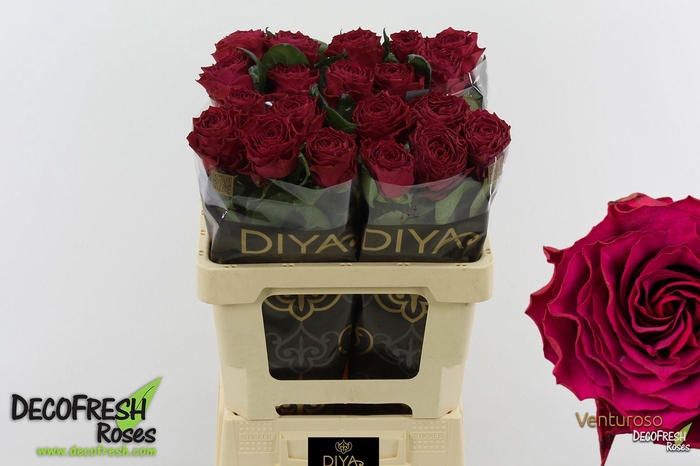 <h4>R Gr Venturoso</h4>