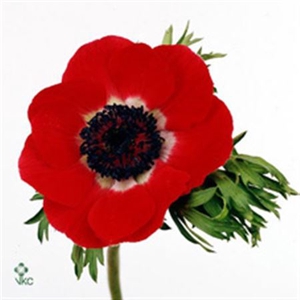 ANEM CO GALIL ROOD
