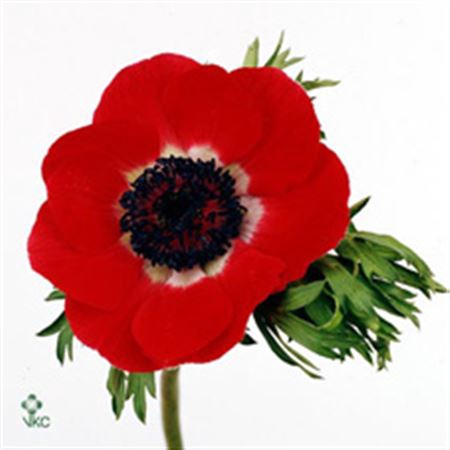 ANEM CO GALIL ROOD