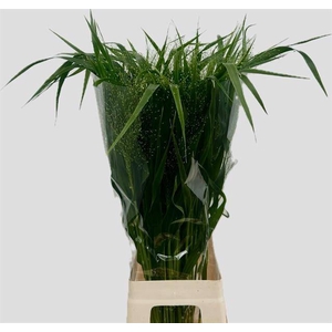 Panicum fountain