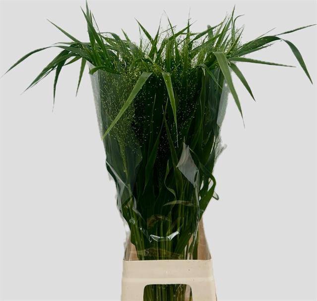 <h4>Panicum fountain</h4>