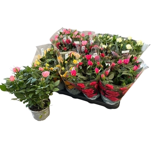 RO KORDANA GEM 5 SRT