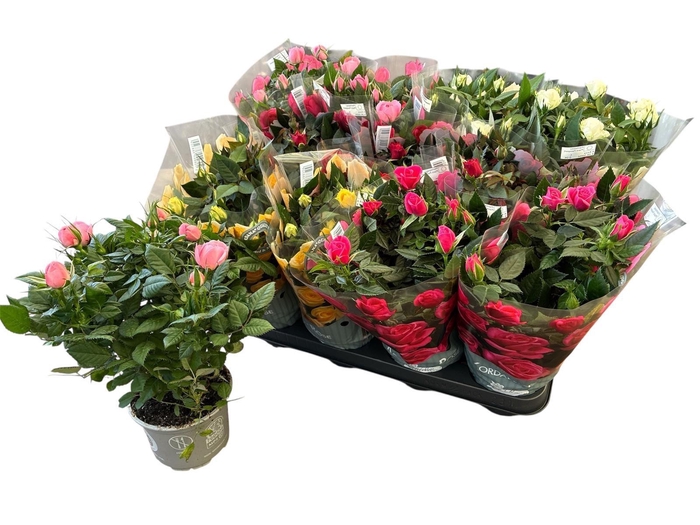 <h4>RO KORDANA GEM 5 SRT</h4>