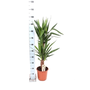 YUCCA
