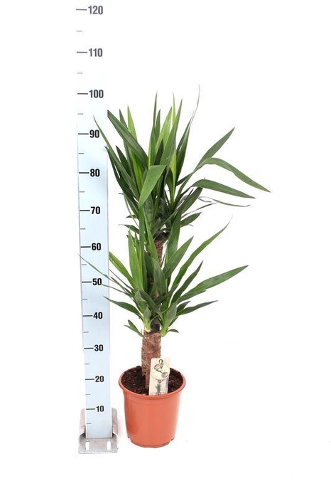 <h4>YUCCA</h4>