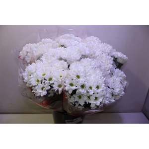 Chr T Ilonka X5