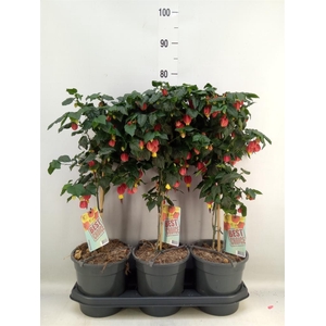 Abutilon  'Big Bell'