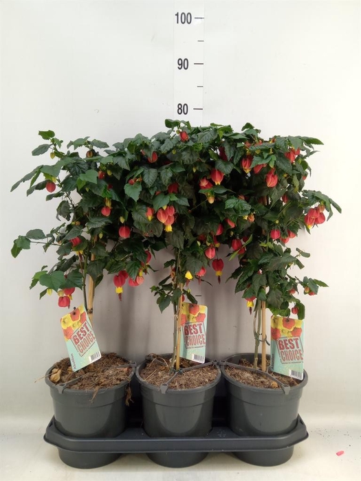 <h4>Abutilon  'Big Bell'</h4>