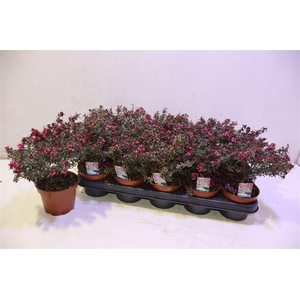 arr8 Lepto Scoparium