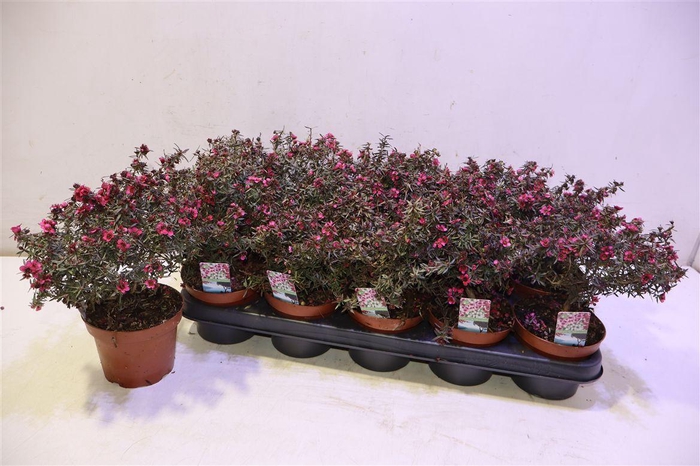 <h4>arr8 Lepto Scoparium</h4>