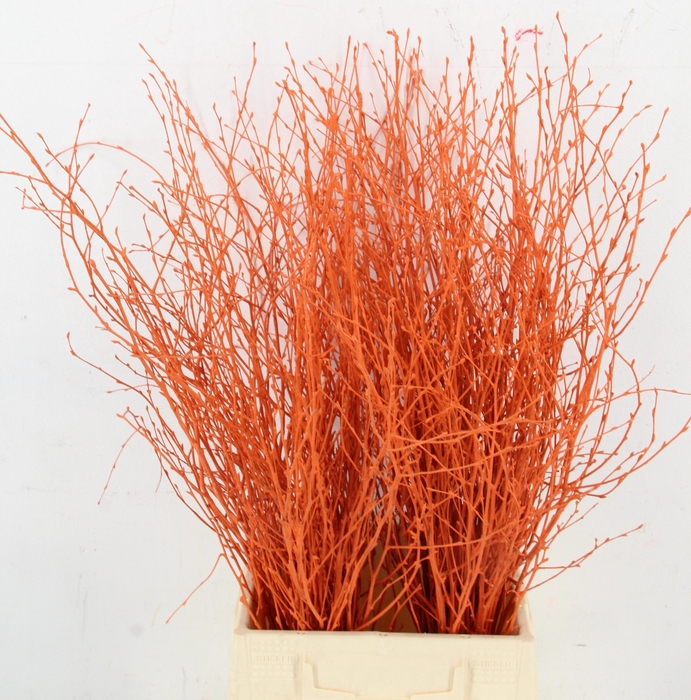 <h4>BETULA BS KLB H%</h4>