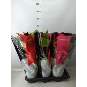Anthurium   ...mix