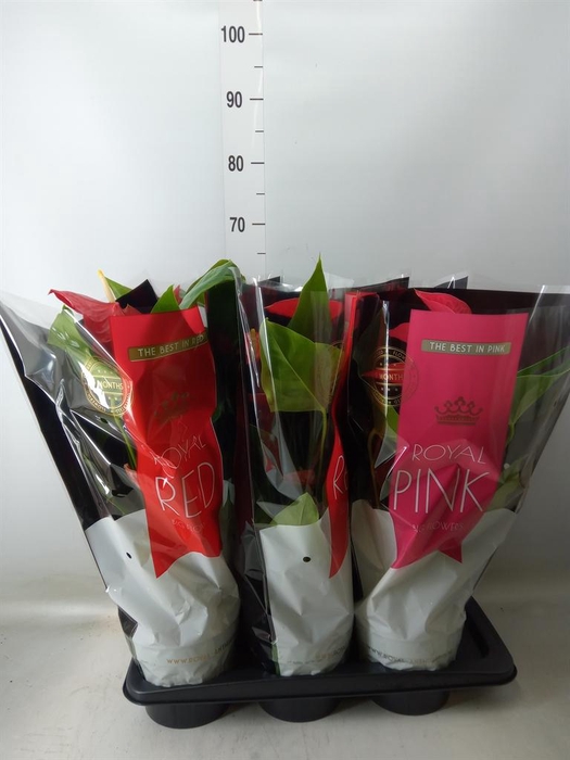 <h4>Anthurium   ...mix</h4>