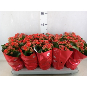 Kalanchoe blos. 'Perfecta Red'