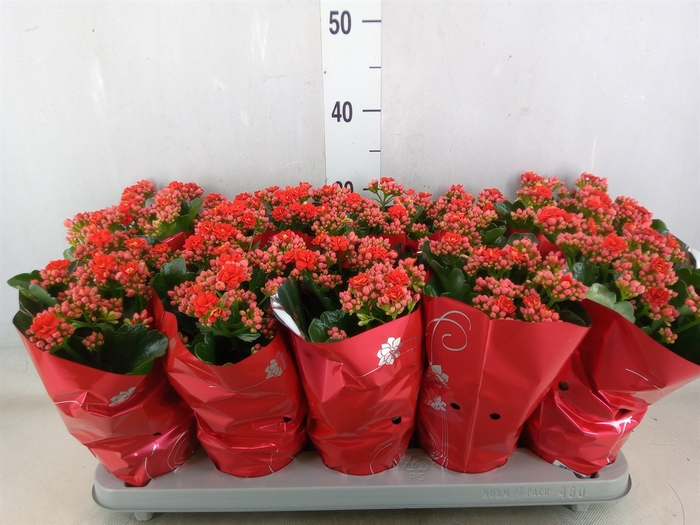 <h4>Kalanchoe blos. 'Perfecta Red'</h4>