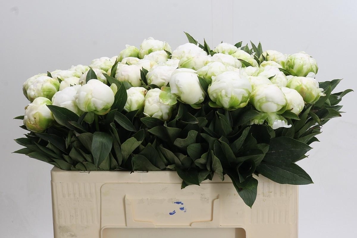 <h4>Paeonia Madame Claude Tain</h4>