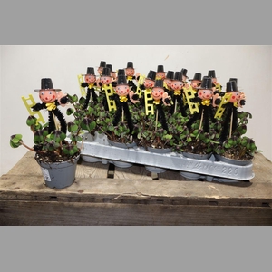 Oxalis Deppei + Schornsteinfeger