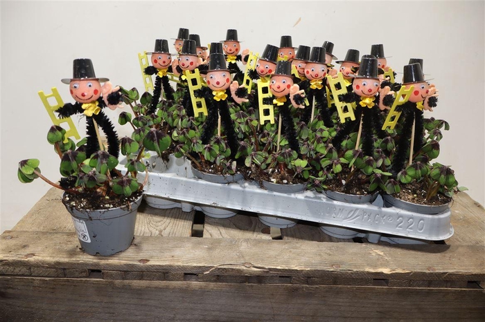 <h4>Oxalis Deppei + Schornsteinfeger</h4>