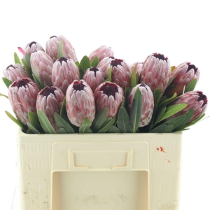 PROTEA PINK ICE